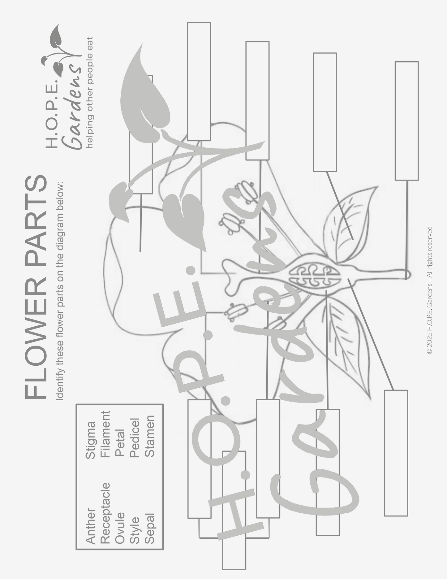 π Bees & Pollination Lesson β (Digital Download)