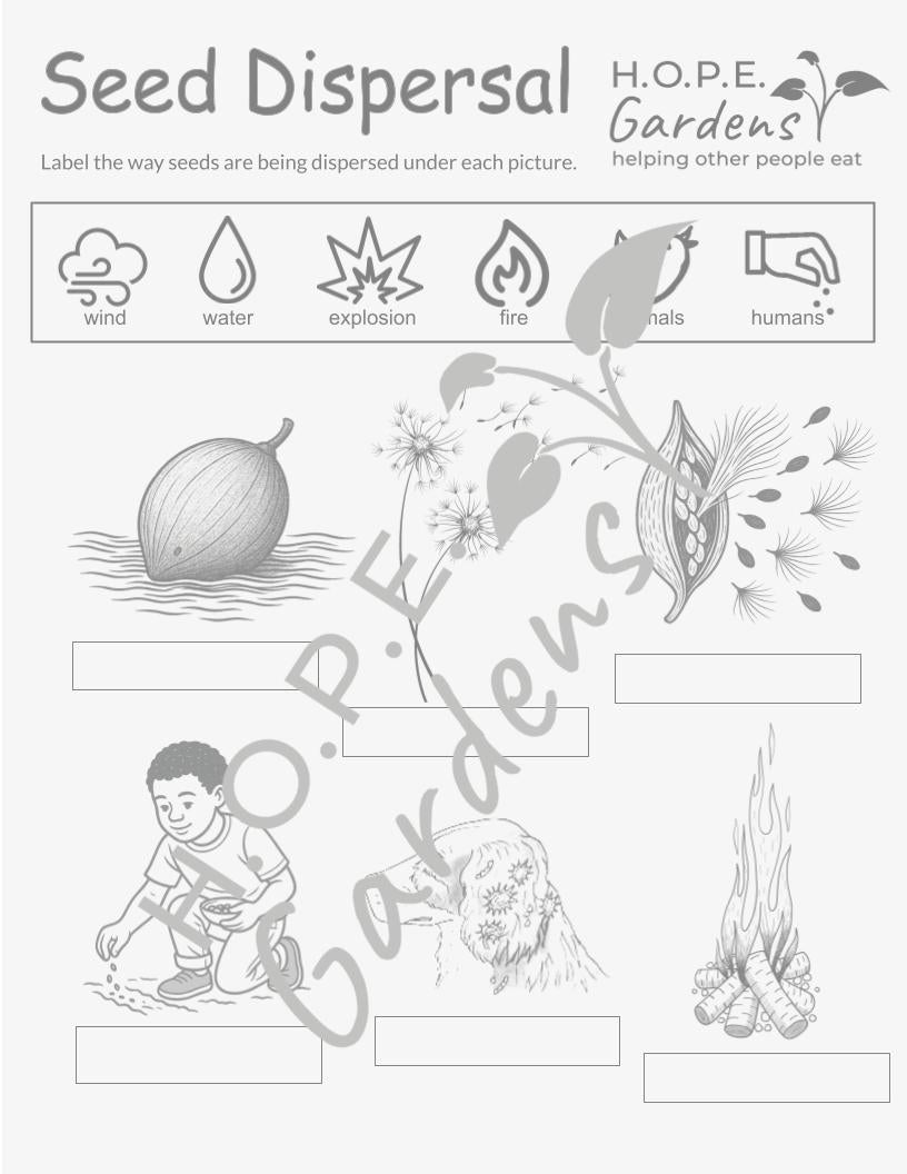 Seed Dispersal Lesson 🌱 (Digital Download)