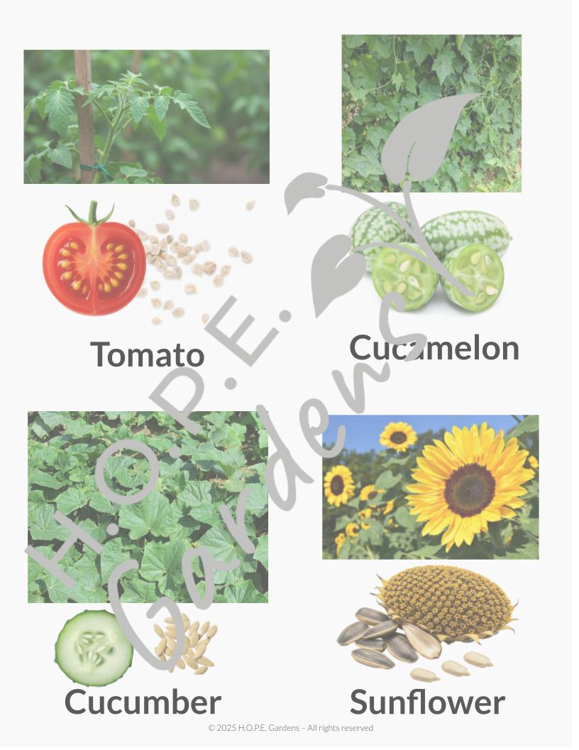 Seed Harvesting (Digital Download)