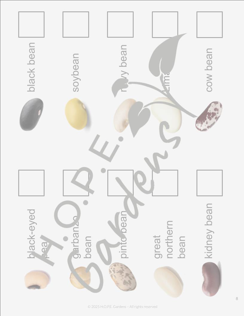 🌱 All About Beans Lesson –(Digital Download)
