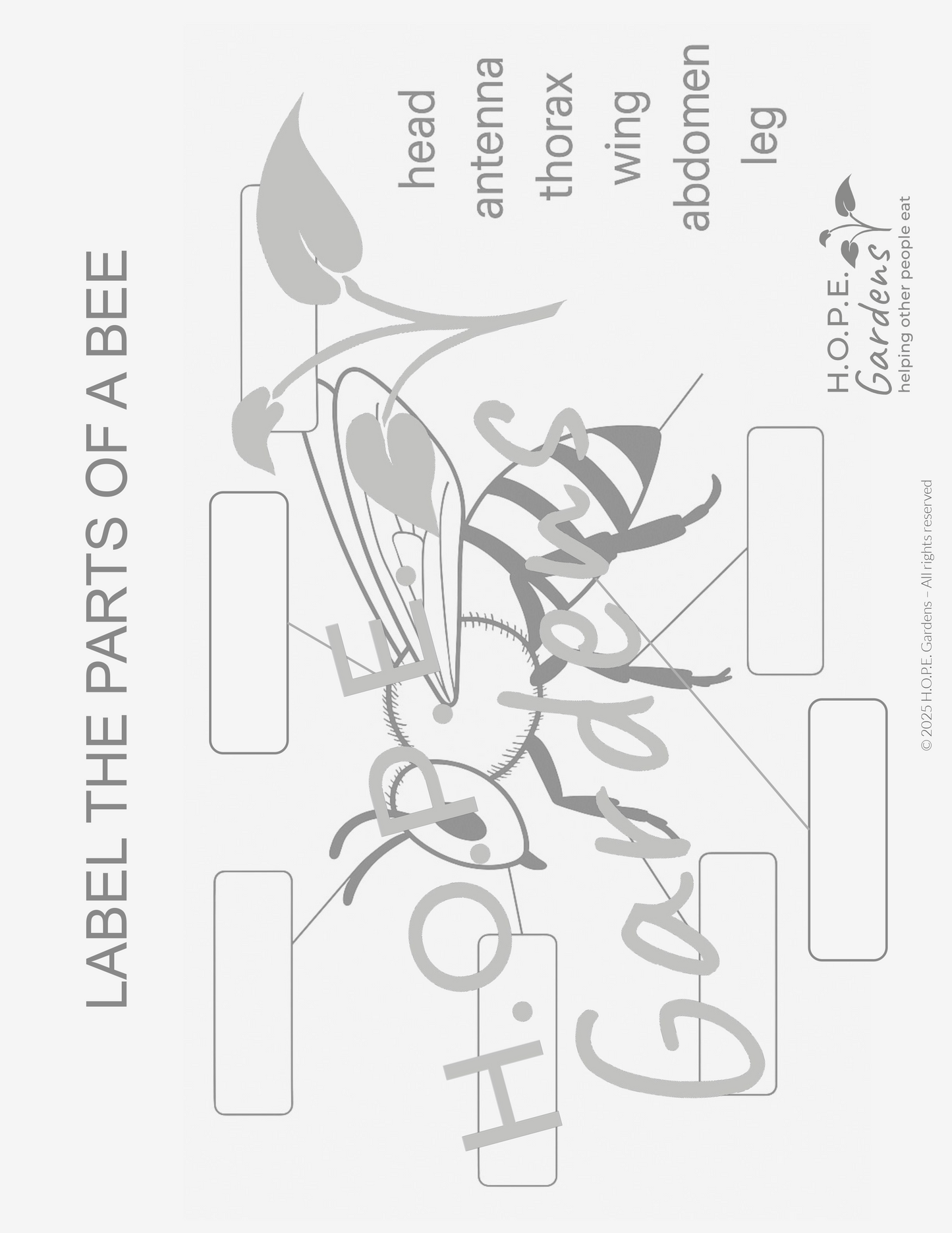 π Bees & Pollination Lesson β (Digital Download)