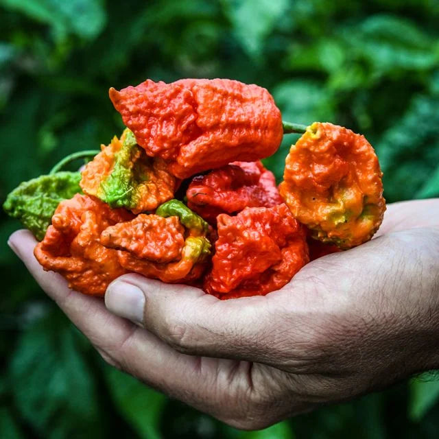 Pepper, Apocalypse Scorpion-HOT!
