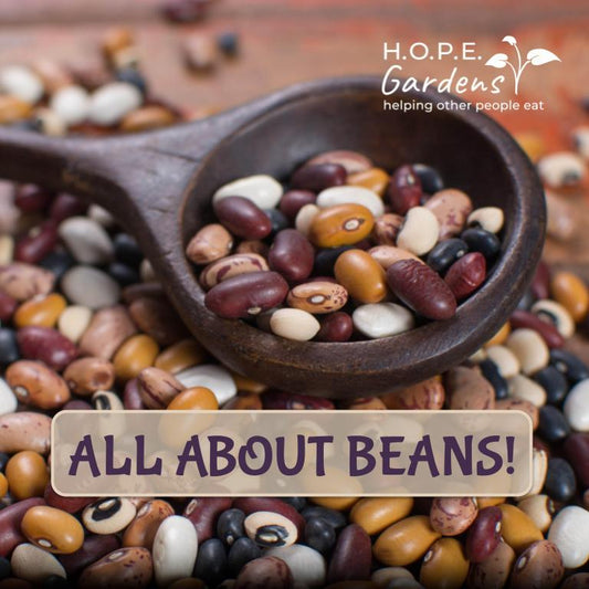 🌱 All About Beans Lesson –(Digital Download)
