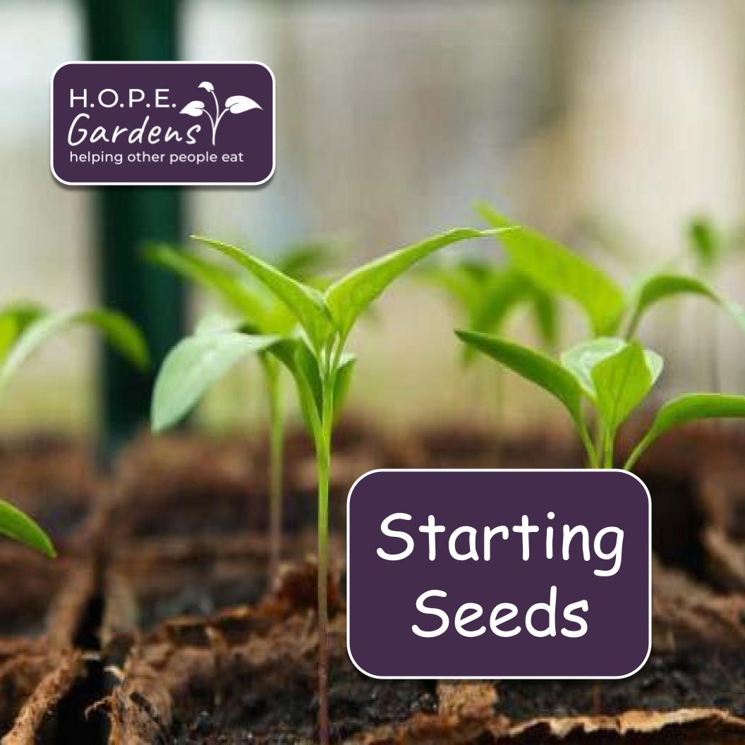 Seed Starting Lesson: Grow Your Own Pea Plant