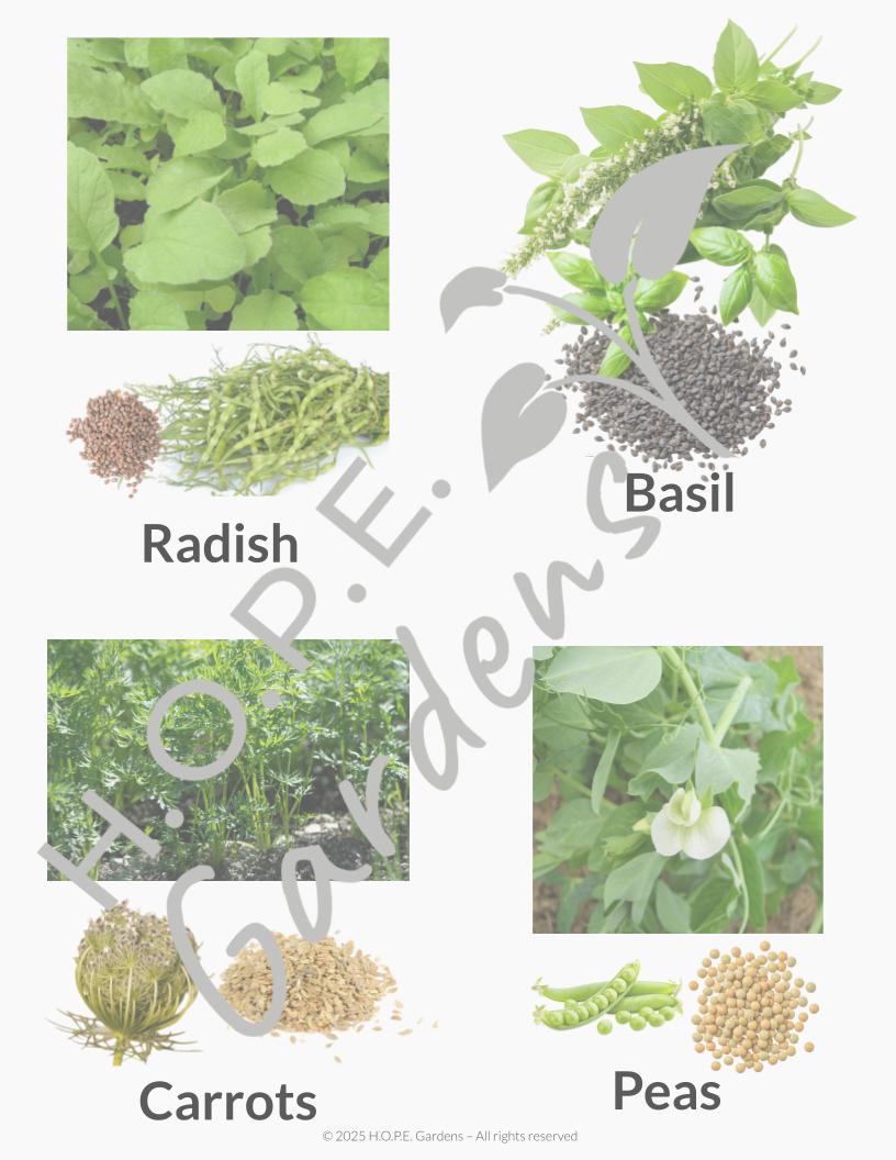 Seed Harvesting (Digital Download)