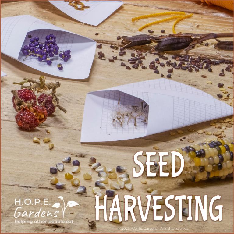Seed Harvesting (Digital Download)