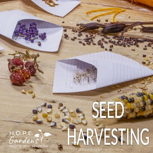 Seed Harvesting (Digital Download)