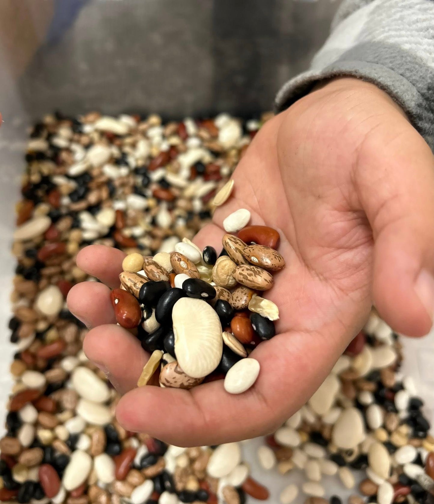 🌱 All About Beans Lesson –(Digital Download)