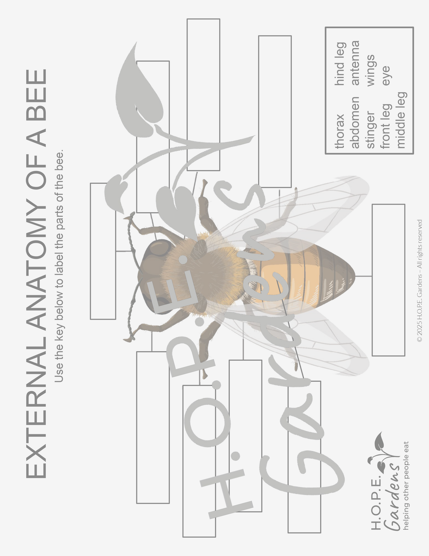 🐝 Bees & Pollination Lesson – (Digital Download)
